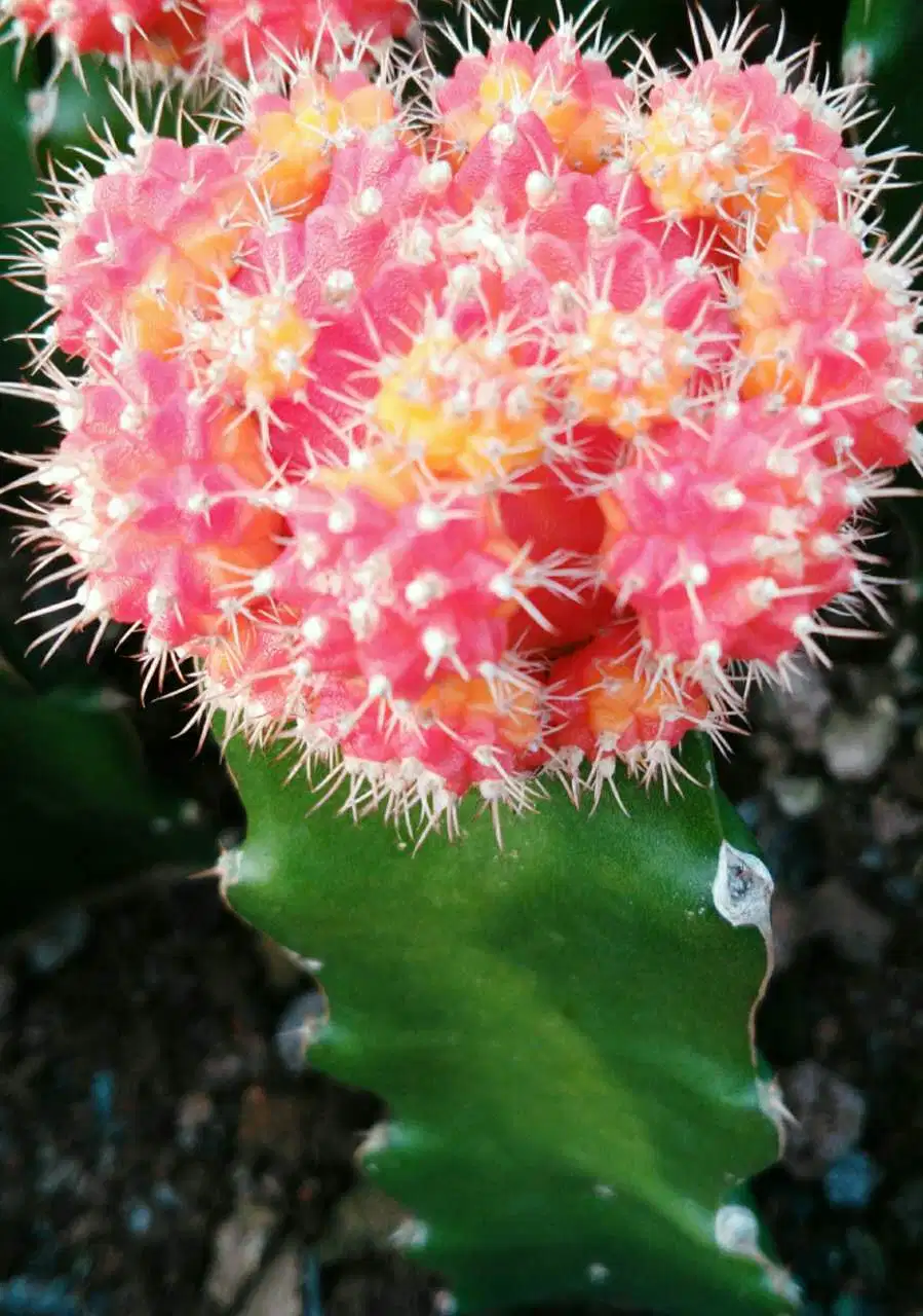 Grafted Gymnocalycium Mihanovichii Moon Cactus Live Plant Red Yellow Pink Multicolor