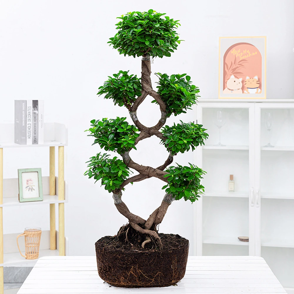 S Shaped Ginseng Ficus Microcarpa Bonsai Garden Decoration Succulents Wholesale