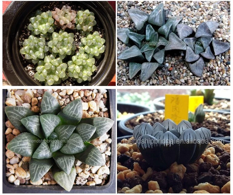 Real Plants Mini Succulent Plants All Kinds of Haworthia Spp Succulent