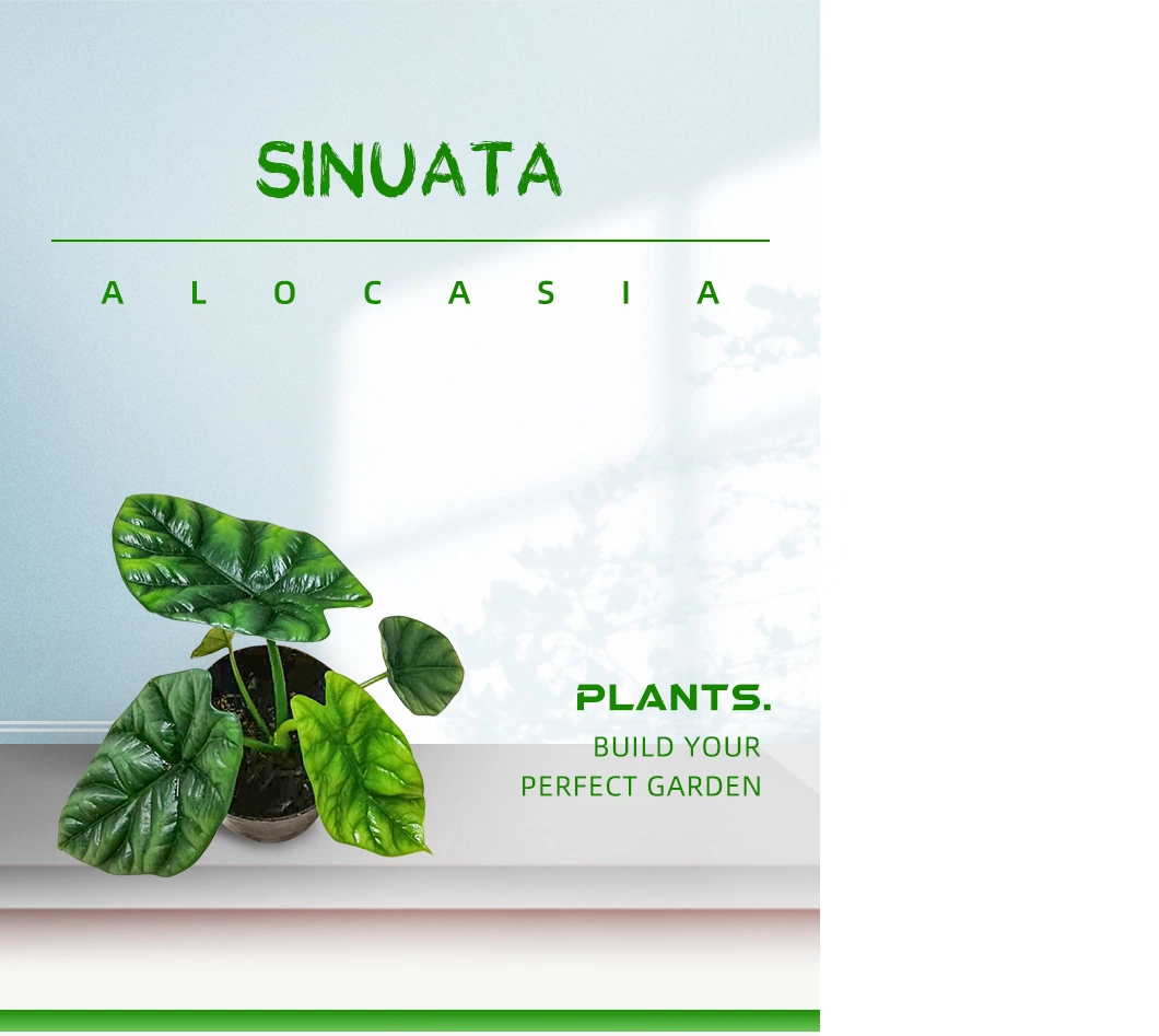 Alocasia Sinuata Real Plants
