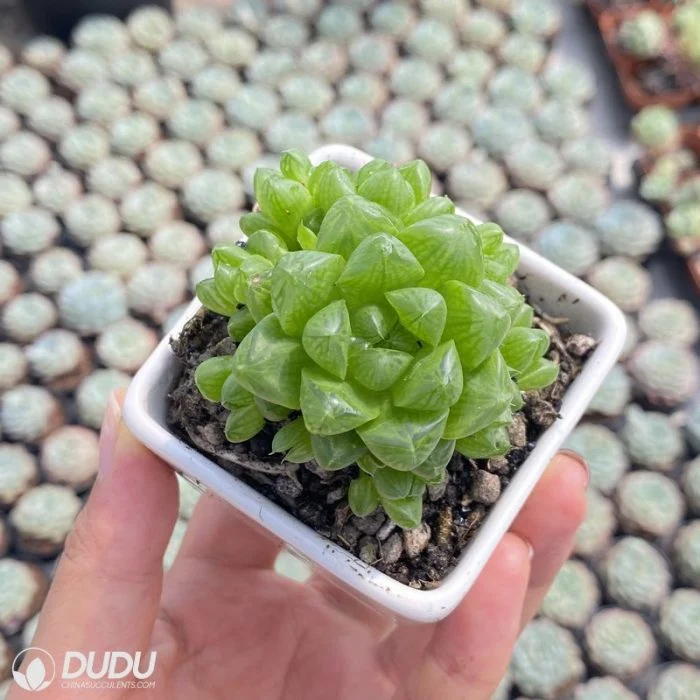 Dudu Wholesale Colorful/Red/Pink/Green Haworthia Cymbiformis Natural Live Succulent Plants