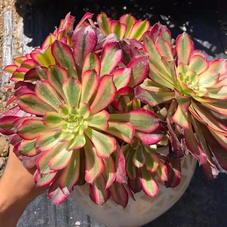 Aeonium Mardi Gras Succulent Bonsai