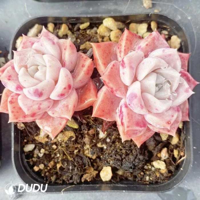 Hot Sale Nursery Price Rare Powdery Spots Double Head Echeveria Natural Live Succulent Plants