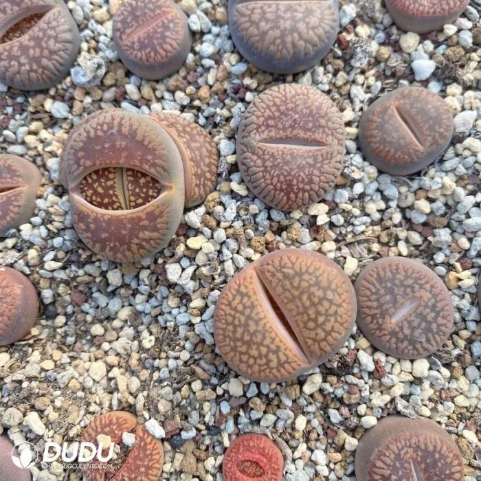 Dudu Beauty Cheap Indoor Lithops Hongliushui Lithops Natural Live Succulent