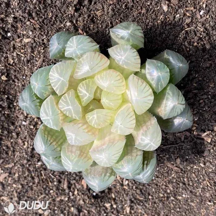 Dudu Wholesale Amber Haworthia Natural Live Succulent