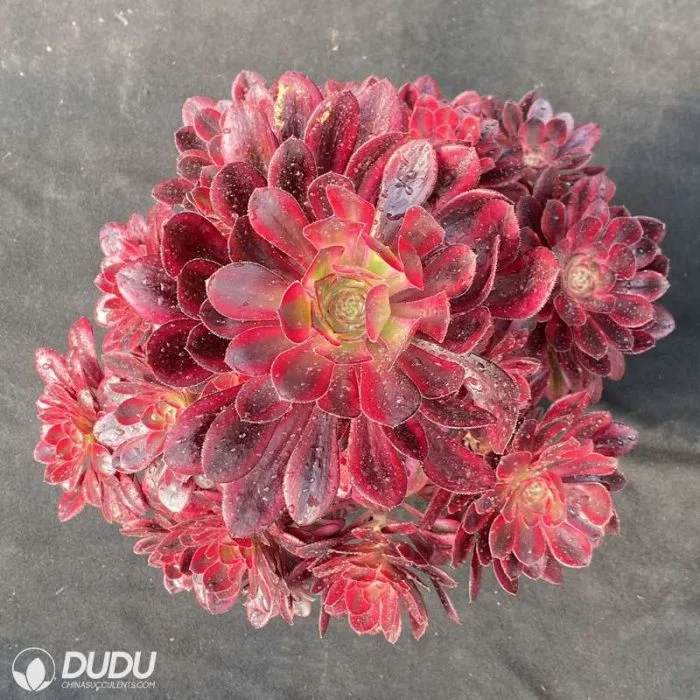 Dudu Wholesale Chanel Variegate Aeonium Natural Live Succulent