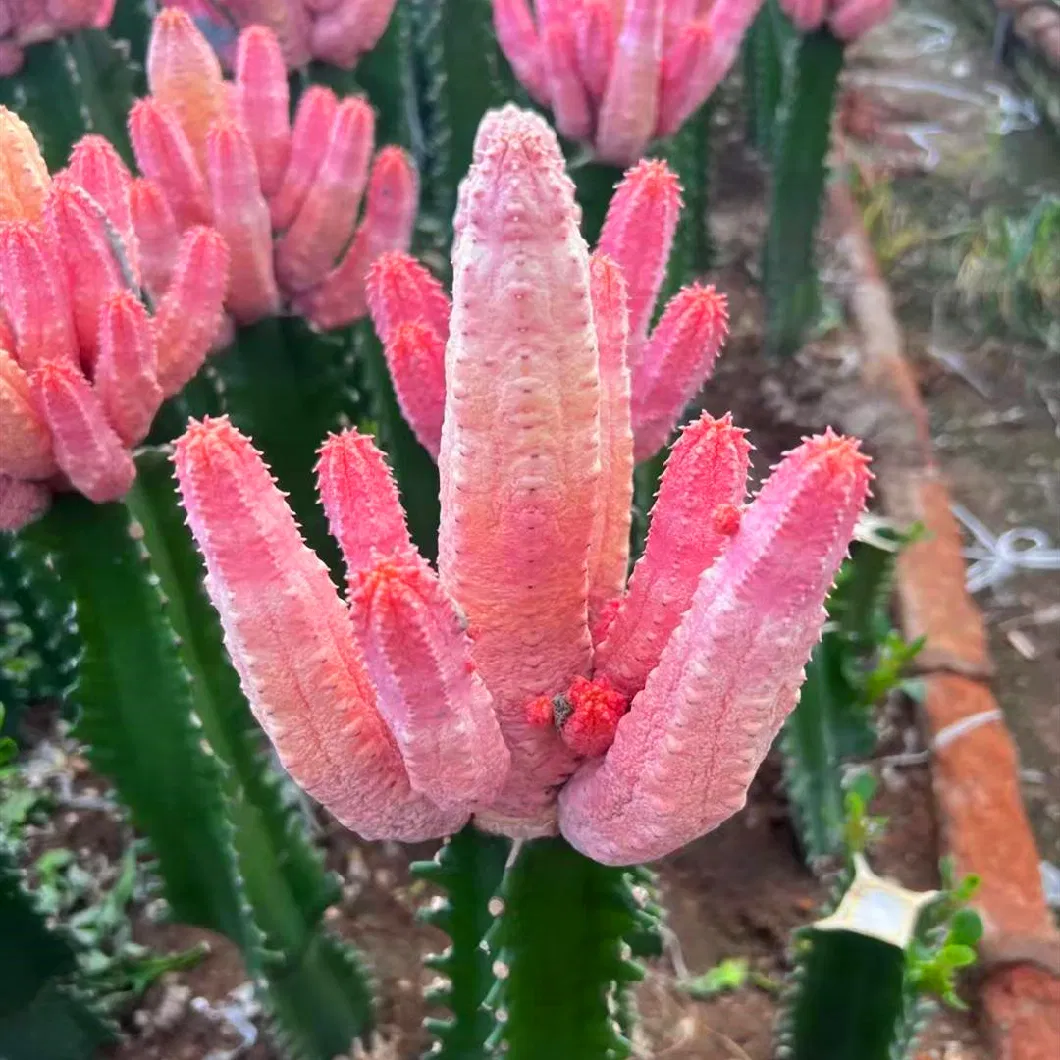 Euphorbia Abdelkuri Live Cactus and Succulent Cactus Nursery