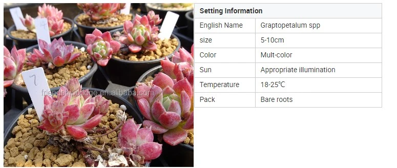 Real Succulent Plants Graptopetalum Spp of Live Plants Bonsai