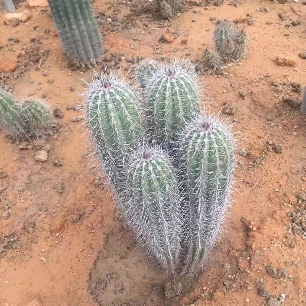 Different Size Outdoor Plants Pachycereus Pringlei Cactus