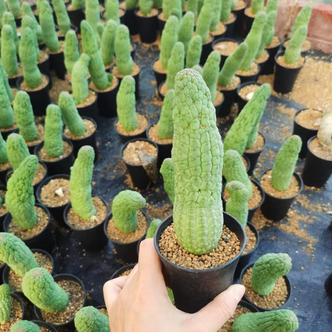 Tephrocactus Geometricus One Head Succulent Cactus Live Plant