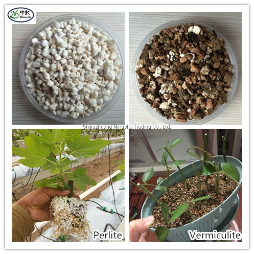 Natural Premium Vermiculite Soil Additive Perlite for Orchids and Other Potted Plants