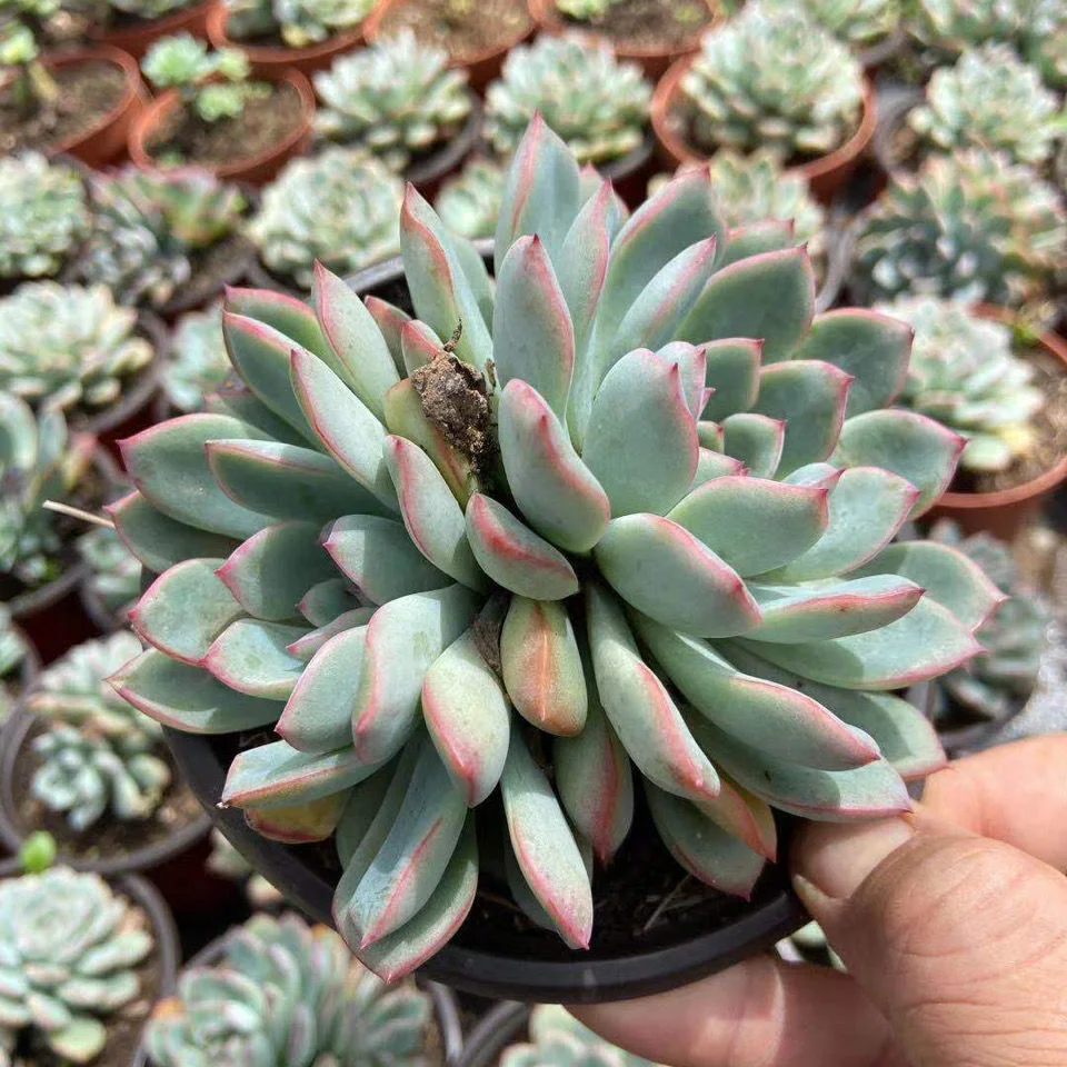 Echeveria Apus Hotsale Promotion Succulent Plants Bonsai