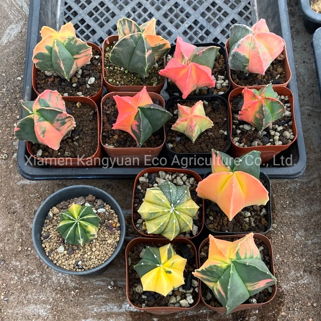 Rare Colorful Variegated Live Cactus