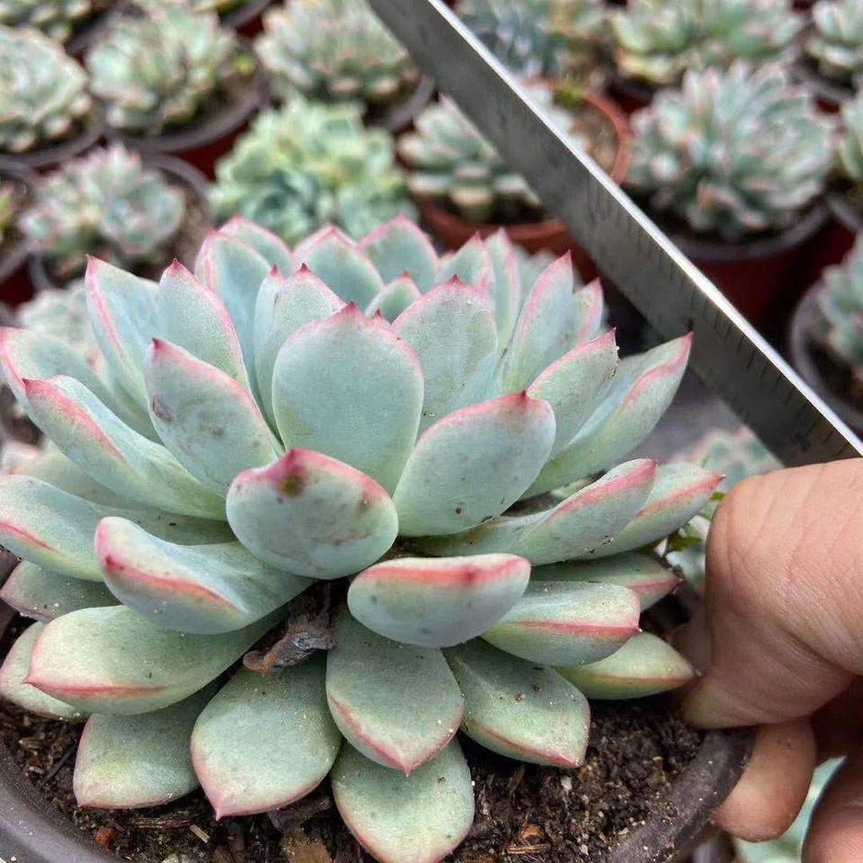 Echeveria Apus Hotsale Promotion Succulent Plants Bonsai