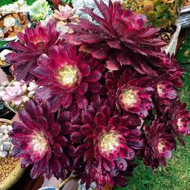 Aeonium Mardi Gras Succulent Bonsai