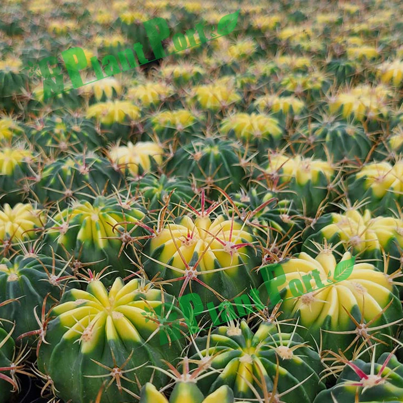 Colorful Cactus Succulent Flower Mini Bonsai Live Export Plants Thelocactus Setispinus (Engelm.)