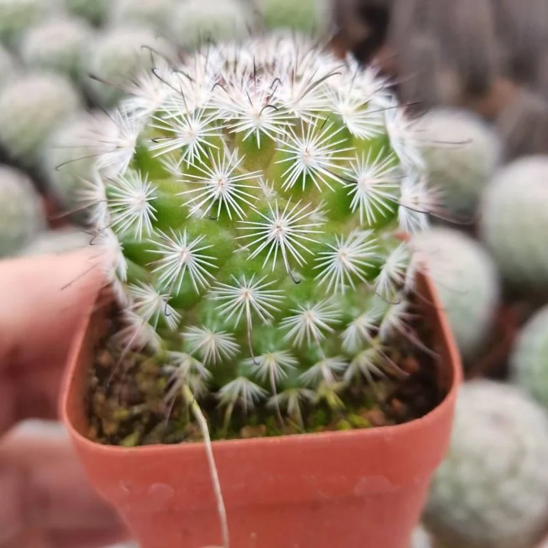 Dudu Wholesale Natural Cactus Mammillaria Albicans Natural Live Succulent Plants