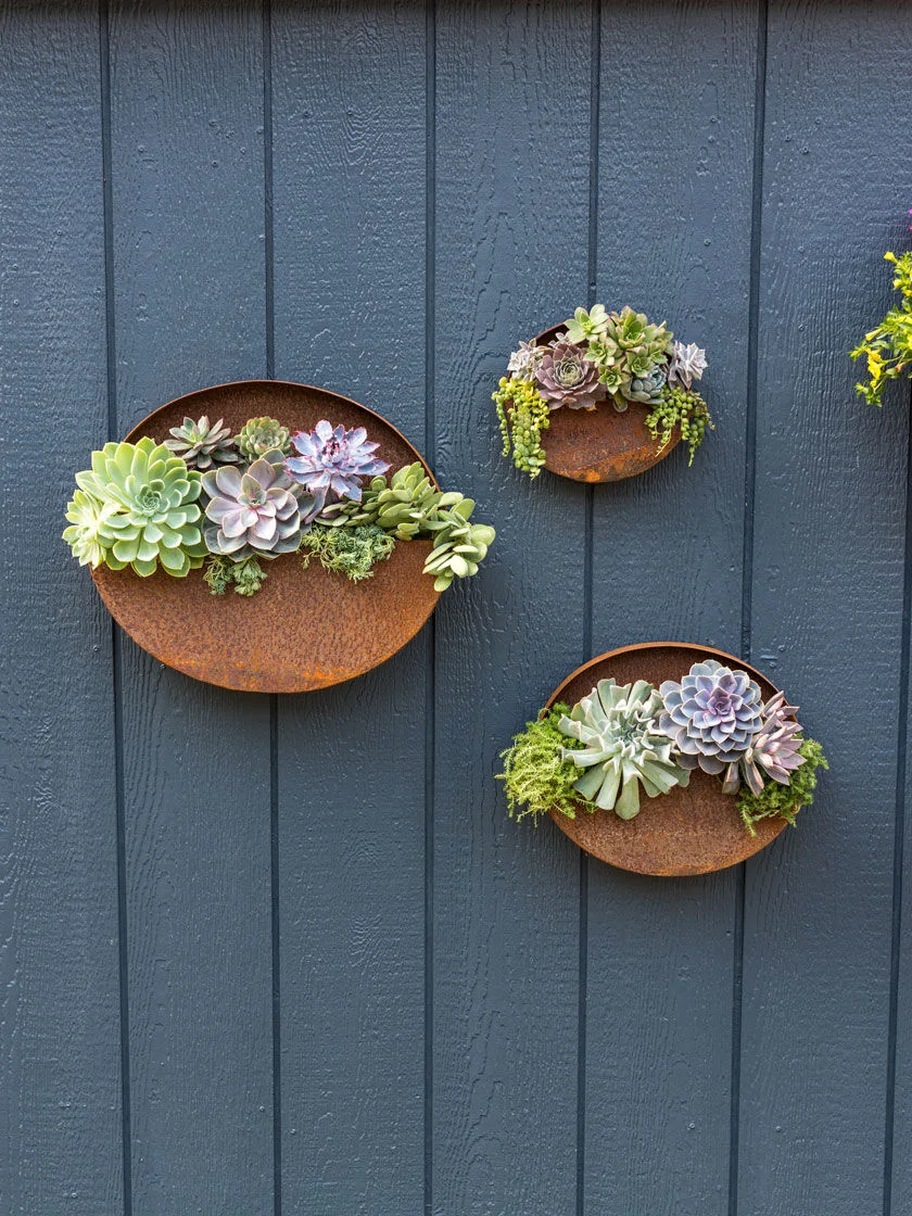 Hanging Wall Vase Planters for Succulents or Herbs