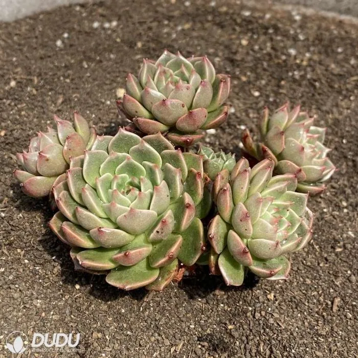 Dudu Popular Cheap Indoor Olivia Double Head Echeveria Natural Live Succulent