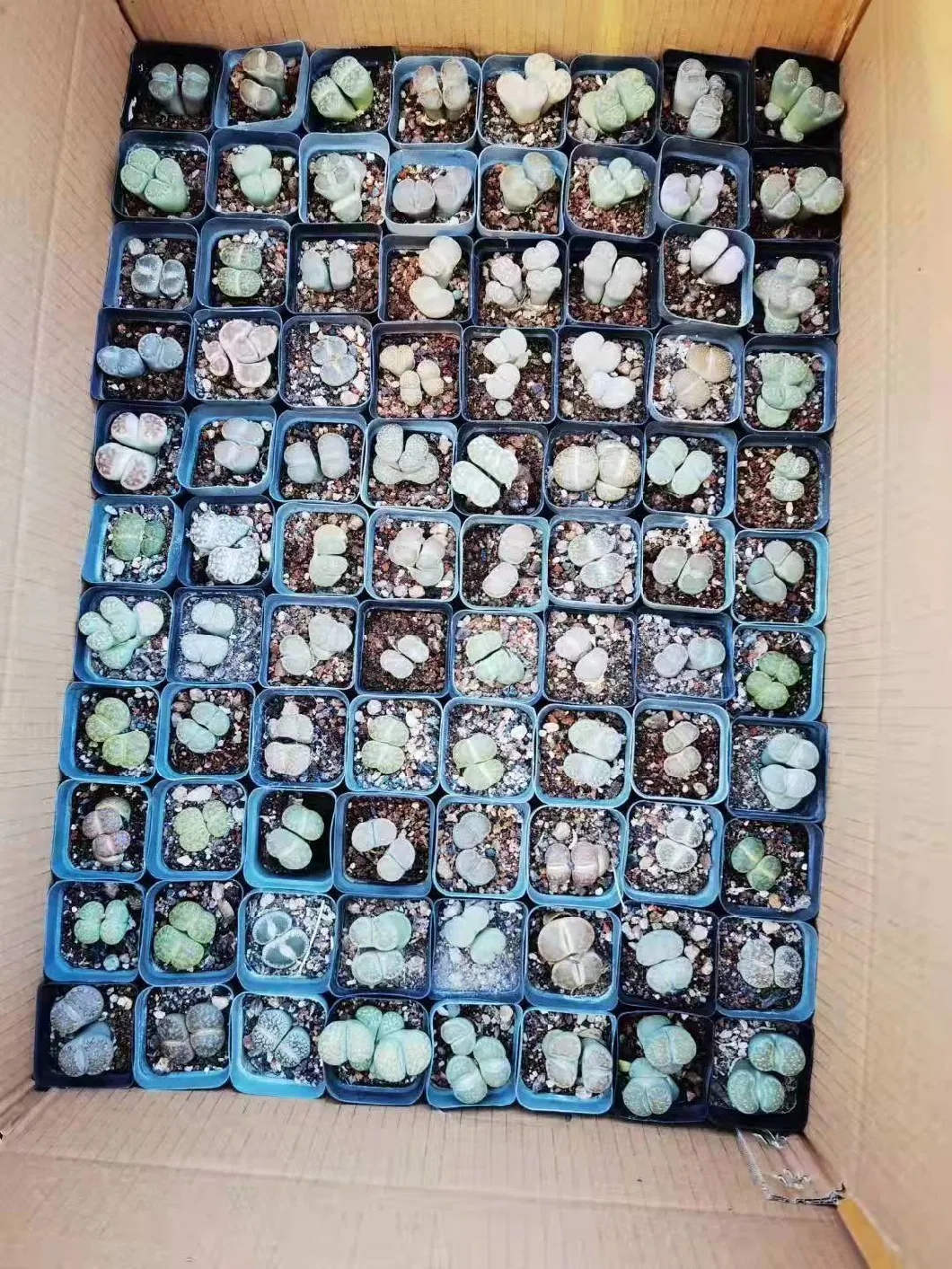 3-4cm Living Stone Lithops Succullent Cactus Plants for Office Decoration