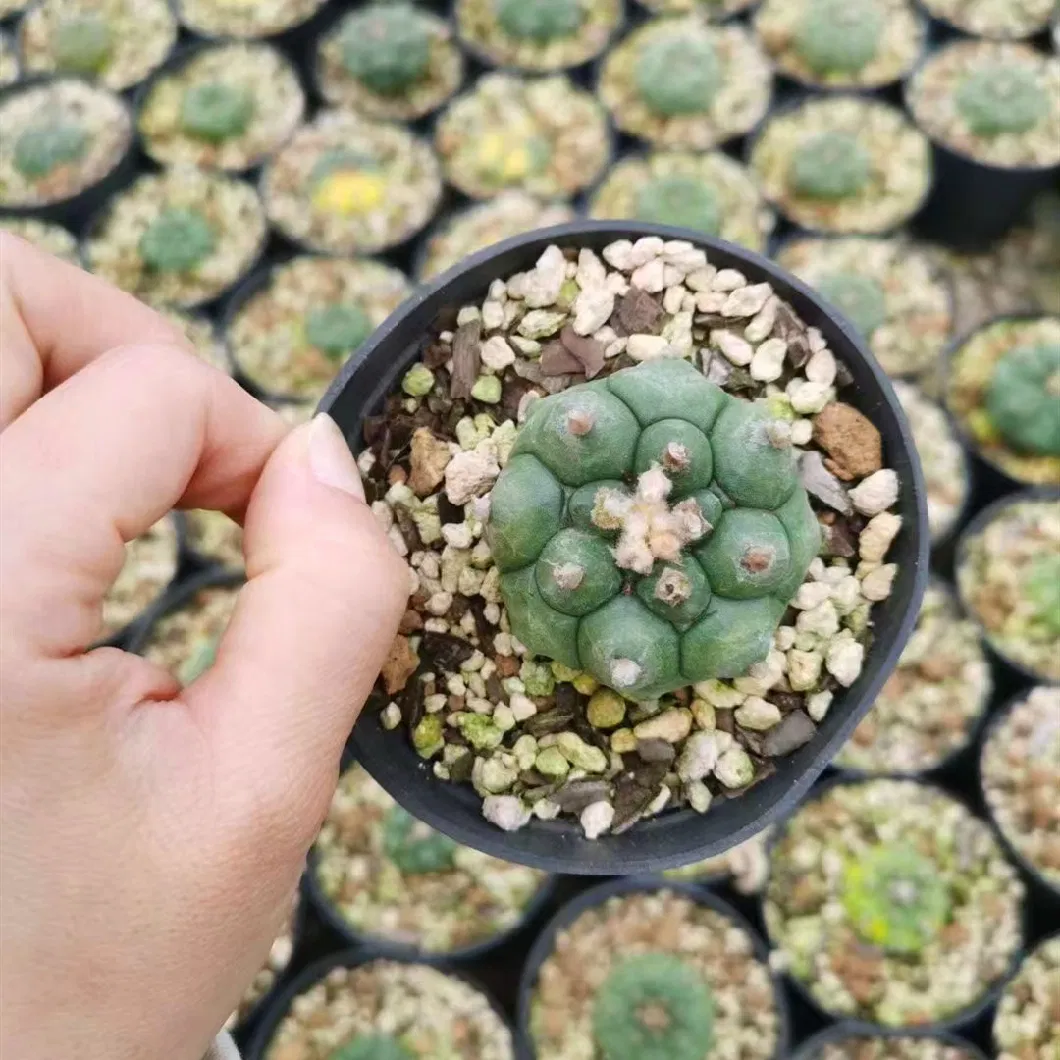 Astrophytum Asterias CV. Kikko Nudum Cactus and Succulents