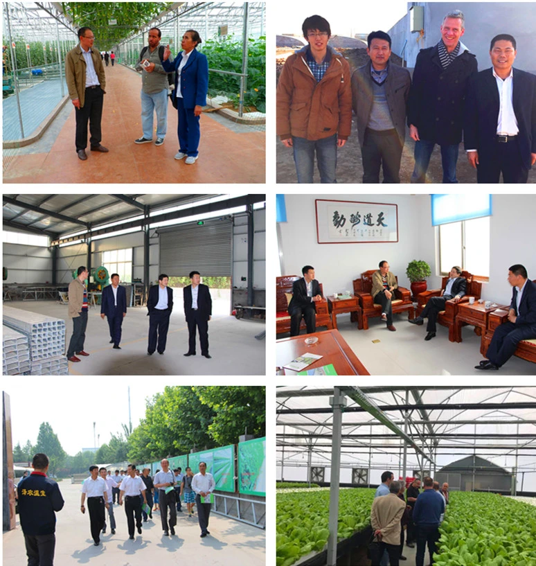 Mlow Cost Customized UV Treated Plastic Film Greenhouse for Planting Vegetables/Medical /Succulents/Meaty Flowers