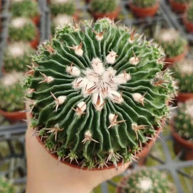 Dudu Nursery Pointy Colourful Cactus Stenocactus Multicostatus Natural Live Succulent Plants