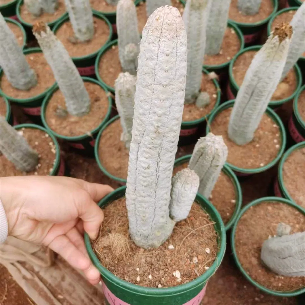 Euphorbia Abdelkuri Live Cactus and Succulent Cactus Nursery