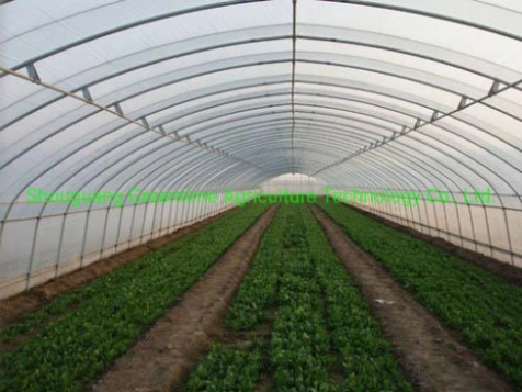 Agriculture/Single-Span/Tunnel Plastic Film Greenhouse with Cooling System for Lettuce Planting