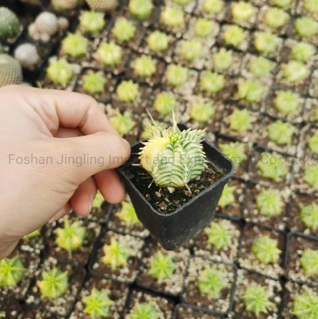 Euphorbia Live Cactus Nursery Variegated Live Plant