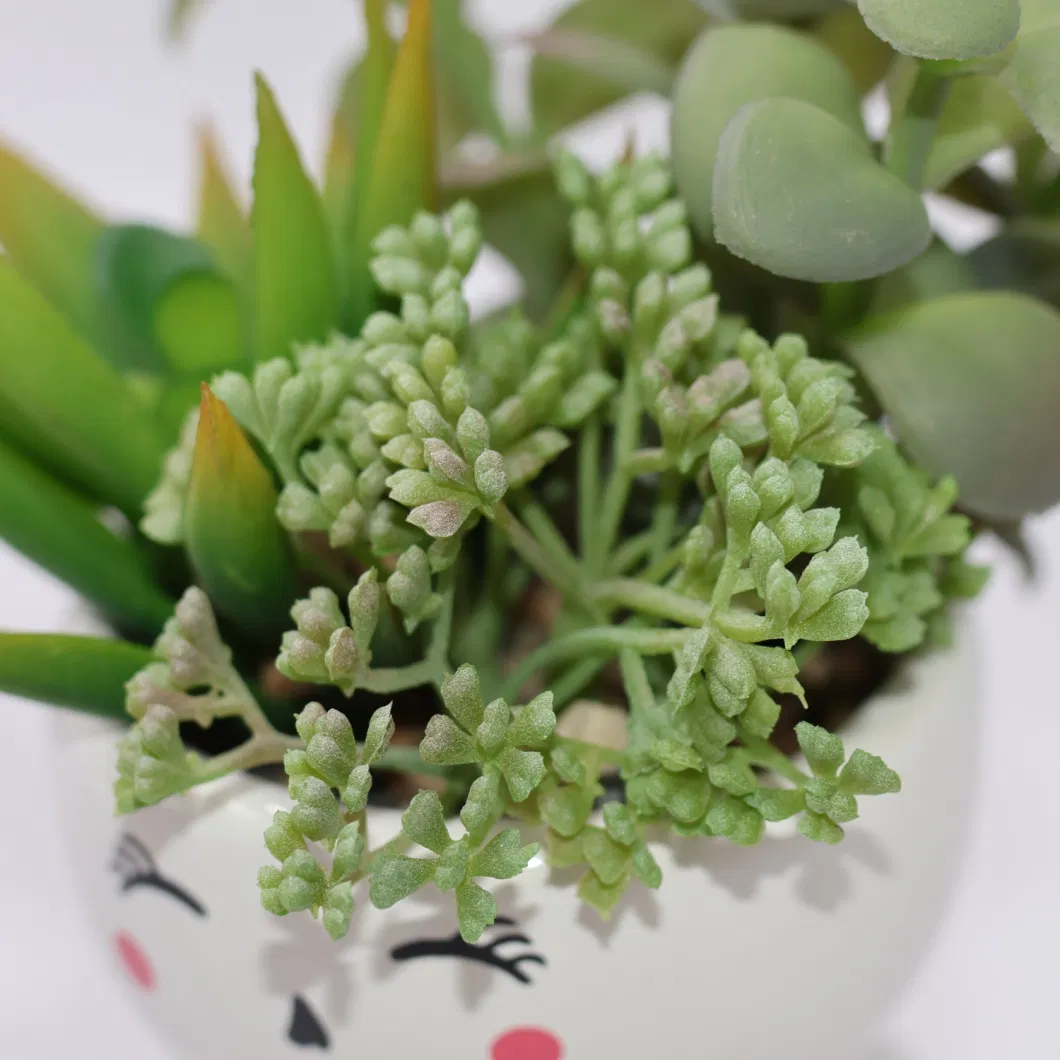 Indoor Natural Color Succulent Plants Live Artificial Bonsai Plant Succulent Plants