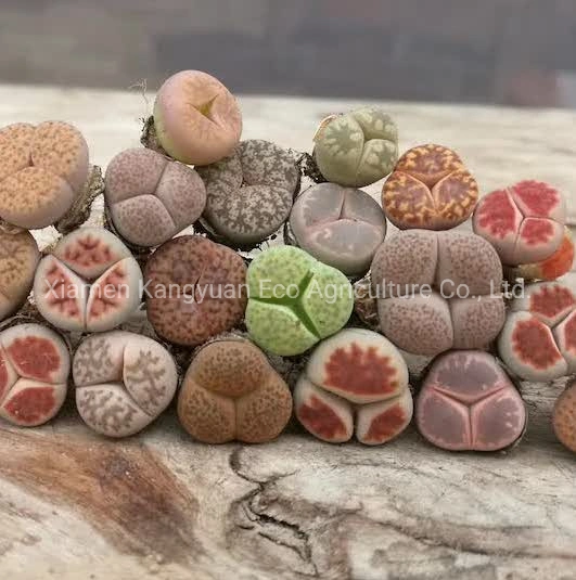 Wholesale Natural Live Plants and Succulents Lithops