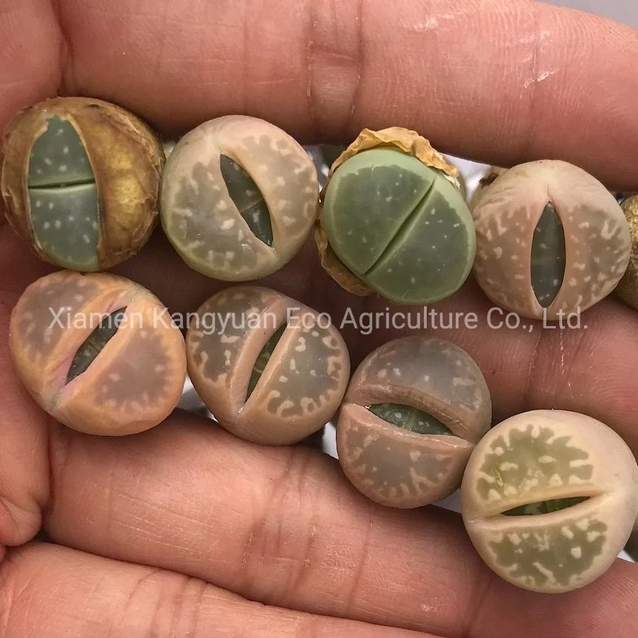 Wholesale Natural Live Plants and Succulents Lithops