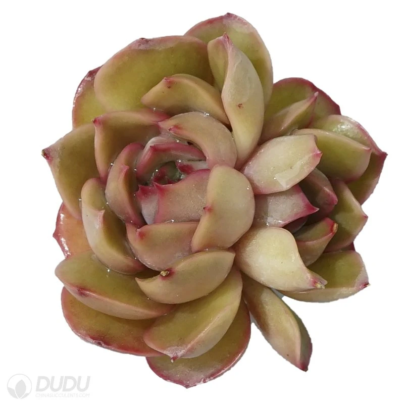 Dudu Nursery Hot Sale Pinnk Lady Double Head Echeveria Natural Live Succulent Plants