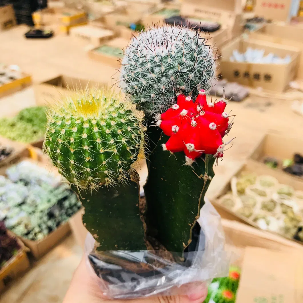 Rebutia Canigueralii Live Cactus Colorful Live Plants Indoor Decorations Wholesale