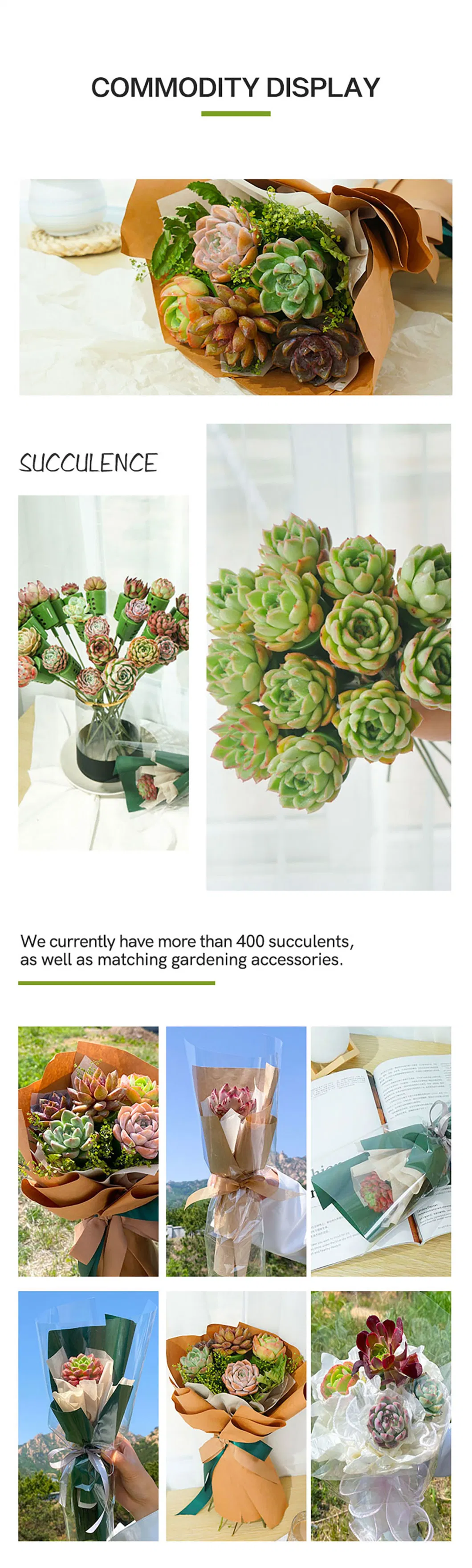 Hot Sale Ice Soul Cluster Clustering Echeveria Natural Live Succulent Plants for Home Decoration
