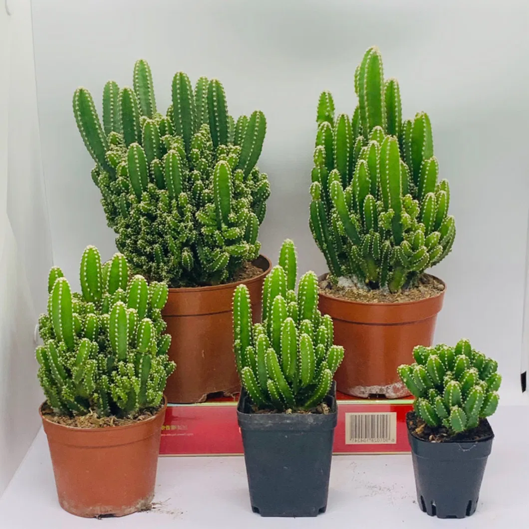 Euphorbia Tirucalli Cactus Extract Home Decor Live Plants Living Room Succulent Wholesale