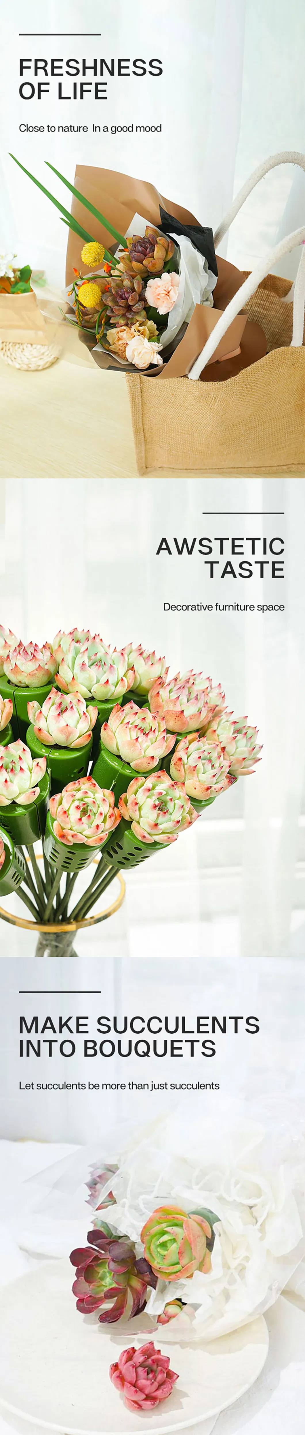 Dudu Wholesale Astrophytum Myriostigma Variegate Bouquets Succulent Plants