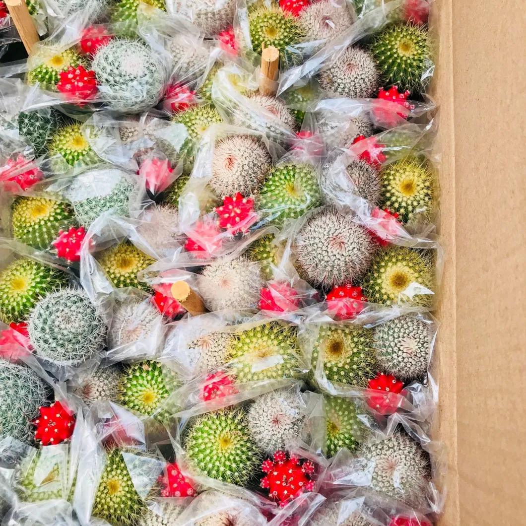 Rebutia Canigueralii Live Cactus Colorful Live Plants Indoor Decorations Wholesale