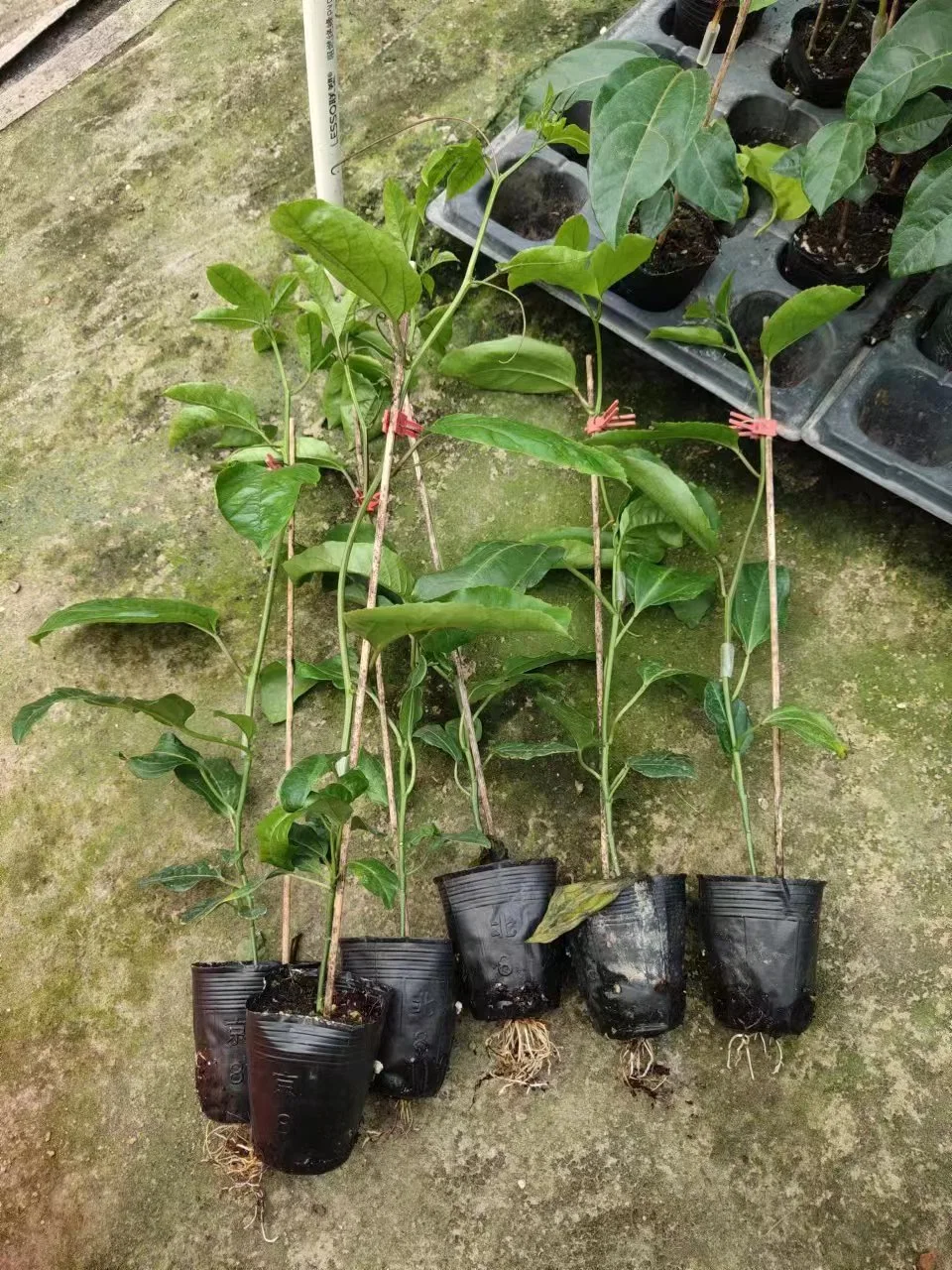 Passiflora Edulis &times; P. Edulis F. Flavicarpa Living Plants