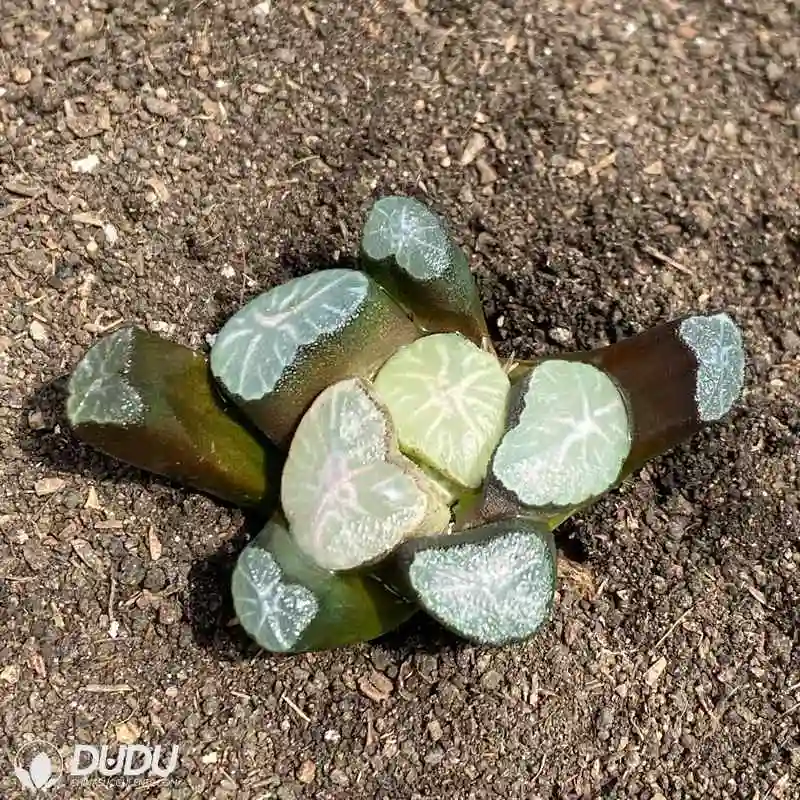 Dudu Wholesale Hot Sale Colorful Pluto Haworthia Natural Live Succulent