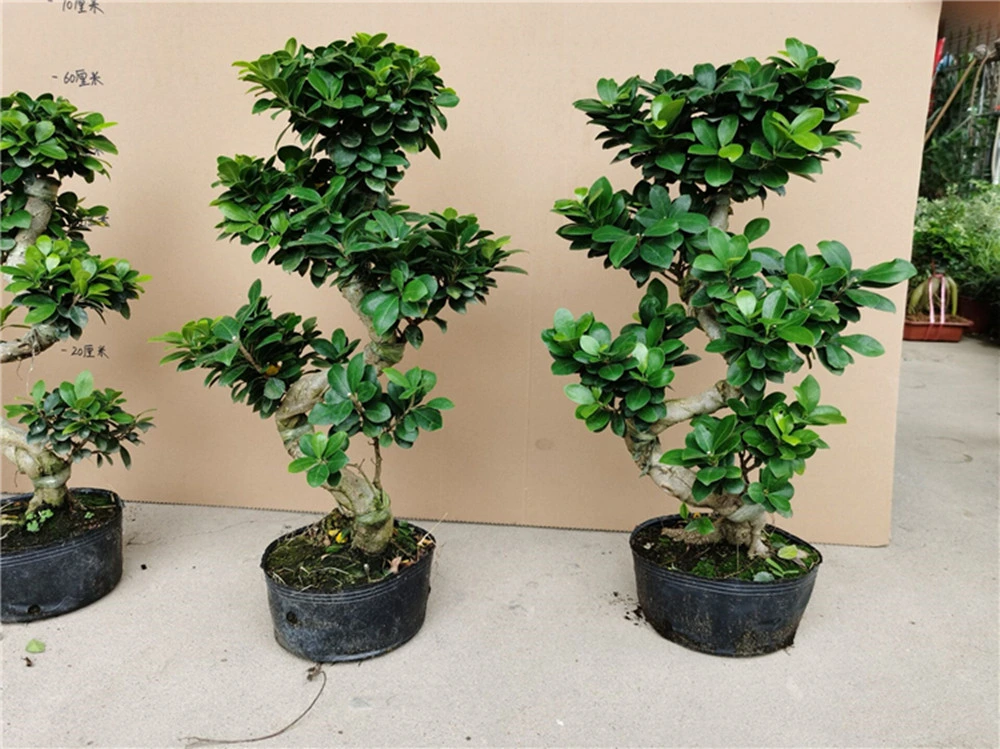 Ficus Ginseng Bonsai Ficus Elastica Rubber Tree Live Indoor Plants Succulents Wholesale