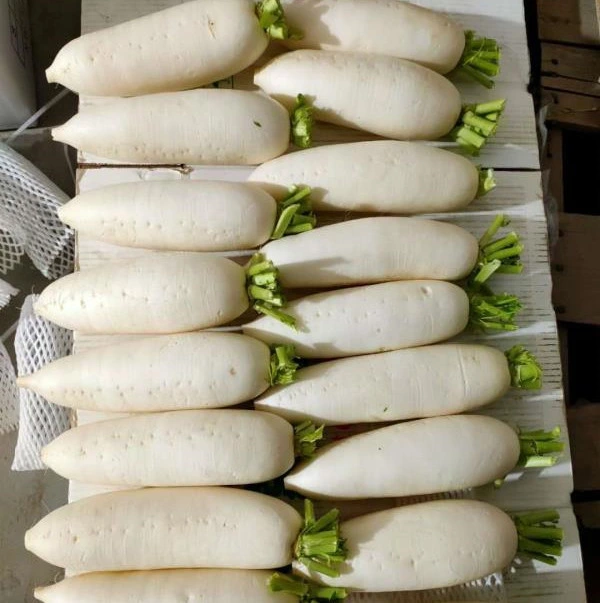 Bulk Pack Fresh White Radish