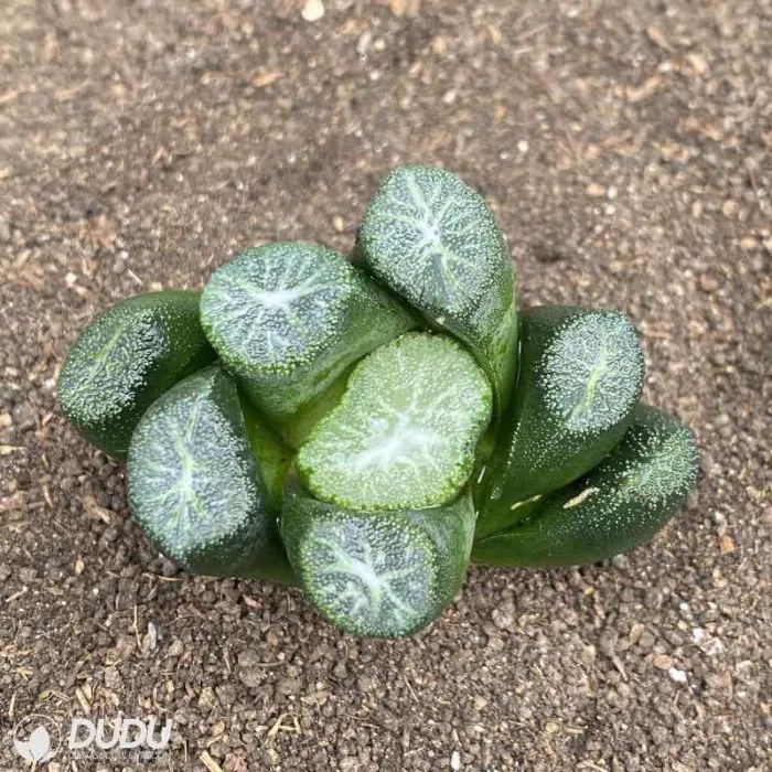 Dudu Hot Sale Carpenter&prime;s Sister Haworthia Natural Live Succulent