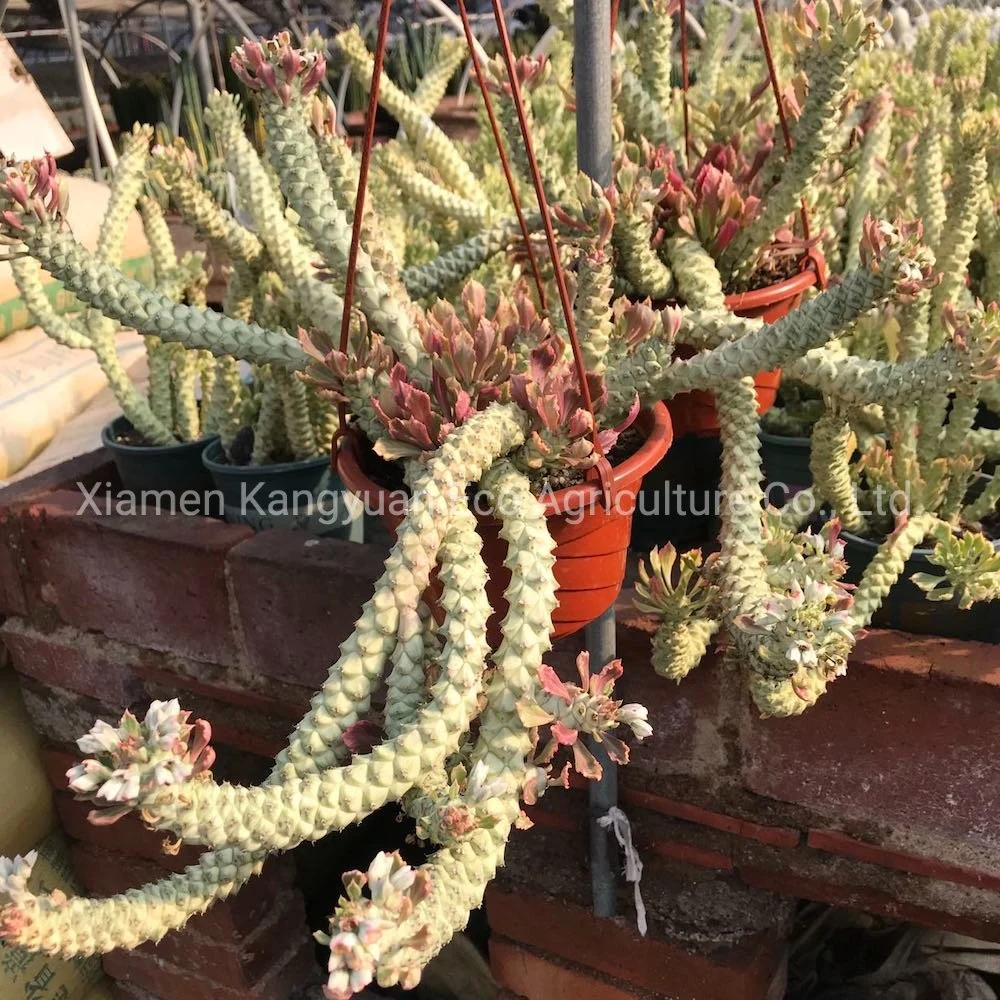 Ornamental Natural Live Plants Euphorbia