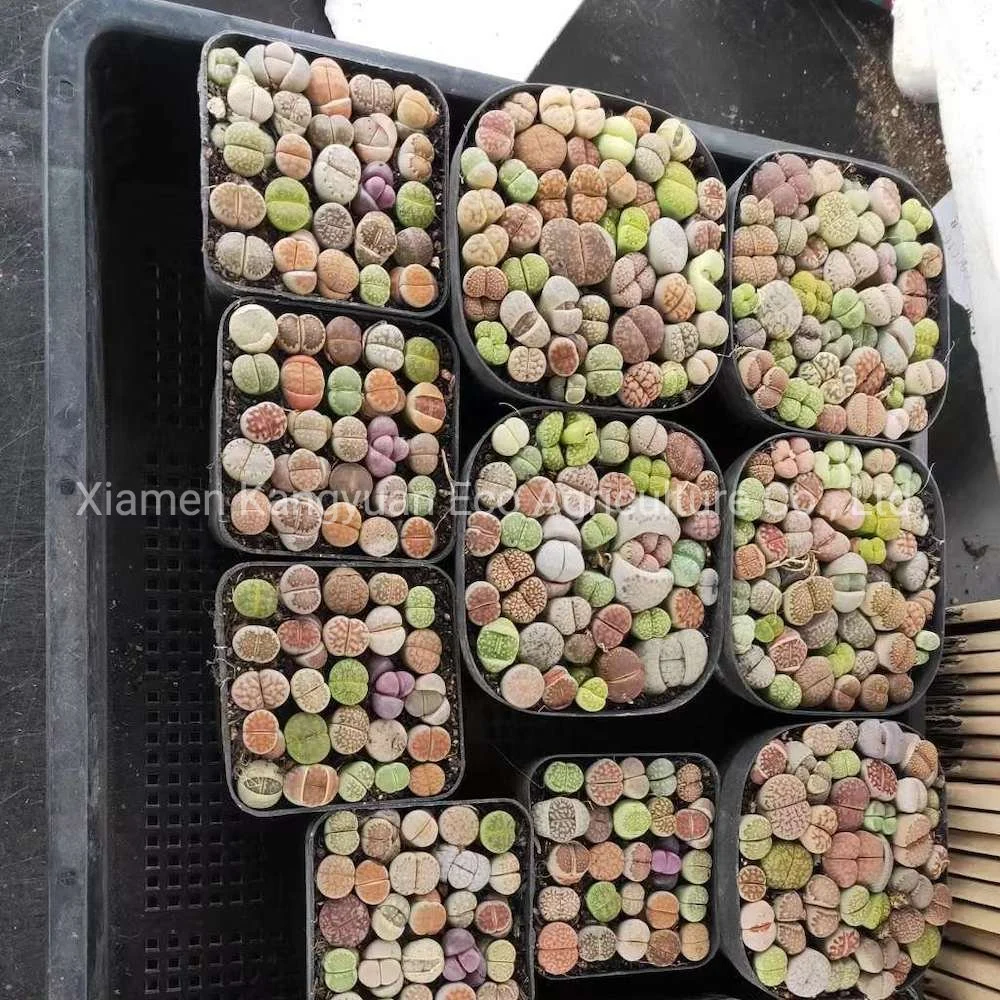 Wholesale Natural Live Plants and Succulents Lithops