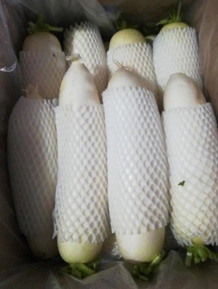 Bulk Pack Fresh White Radish