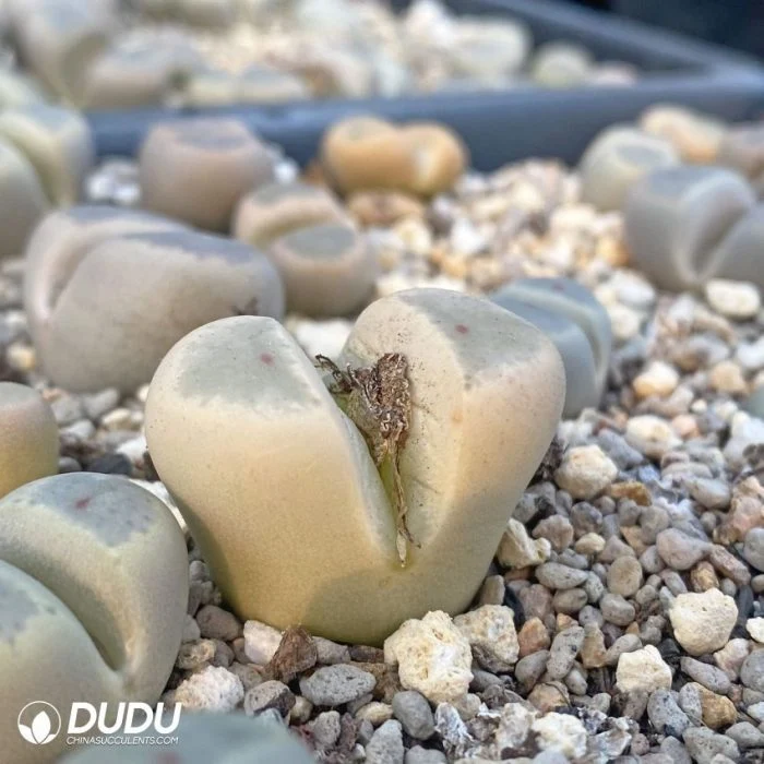 Dudu Beauty Cheap Indoor Lithops Dinteri Lithops Natural Live Succulent