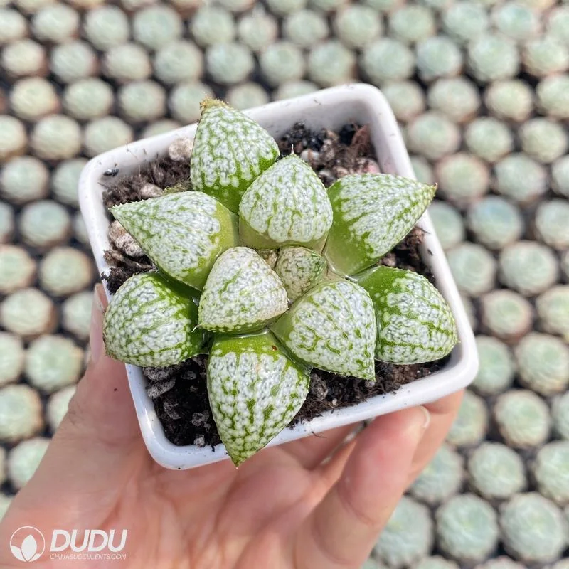 Dudu Wholesale China Supplier Haworthia Silver Amber Succulent Plants