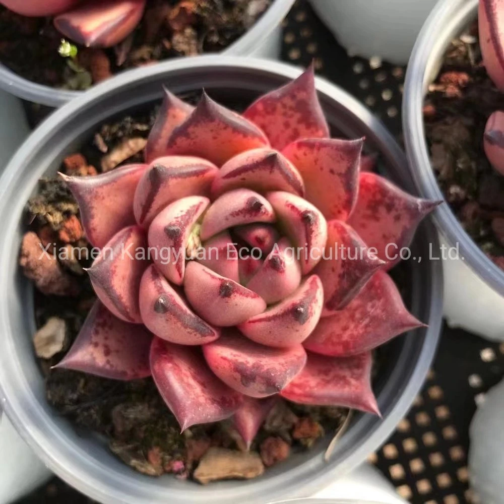 Beautiful Various Real Korea Succulents